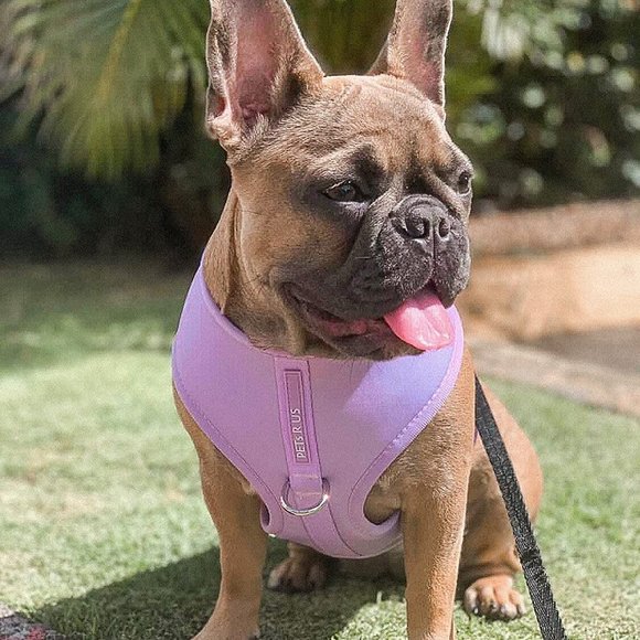 PETsRUS Premium No Pull Dog Harness 2 Leash Clips Purple Lavender Neoprene - Picture 6 of 9